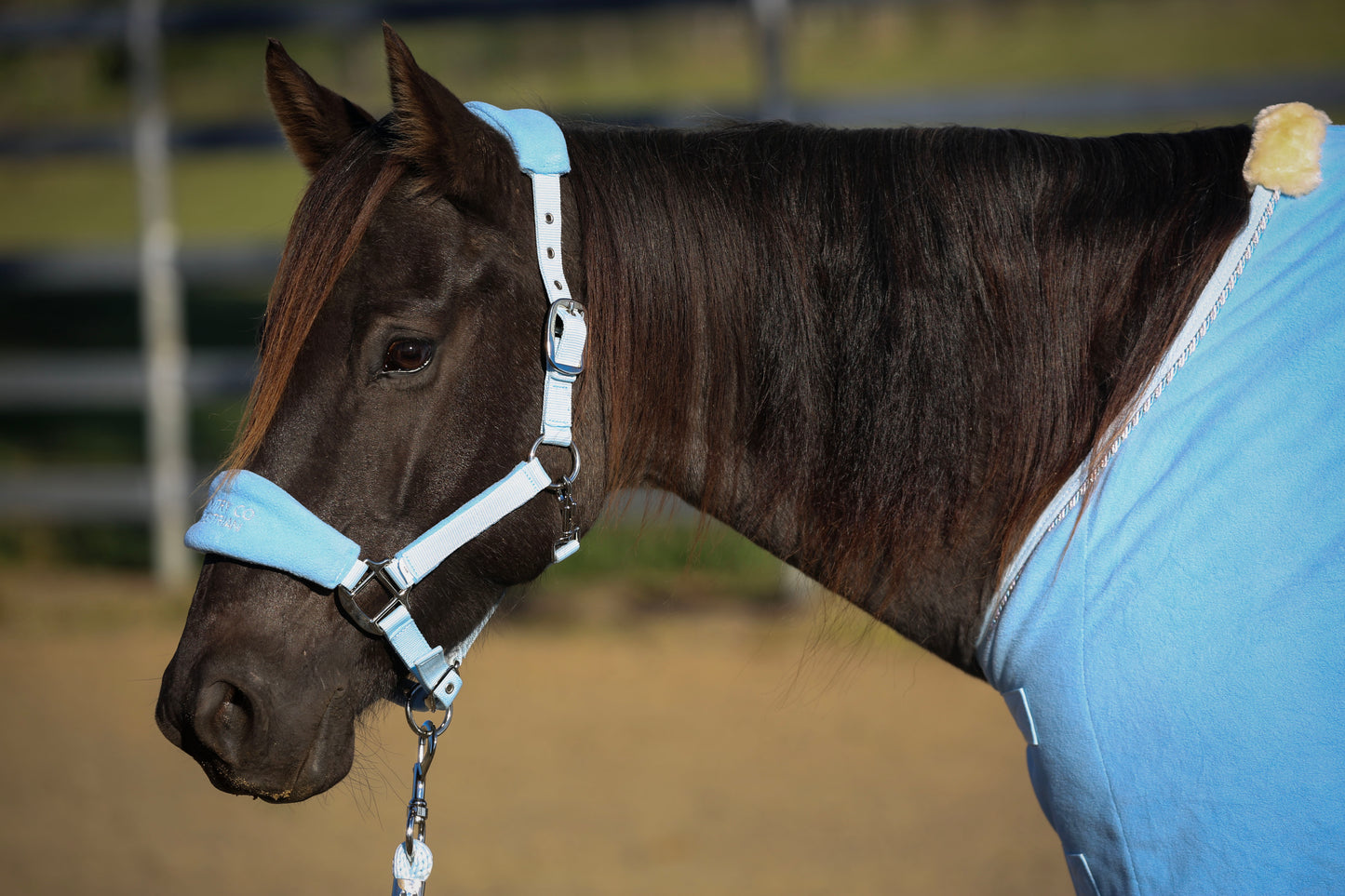 Sky Blue - Fleece Halter & Lead Rope