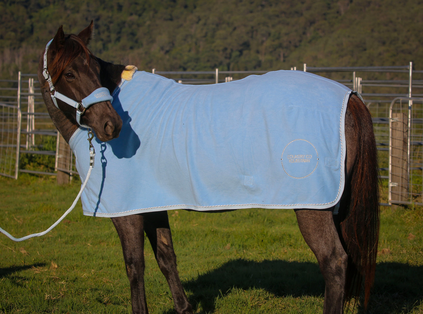 Sky Blue - Fleece Show Rug