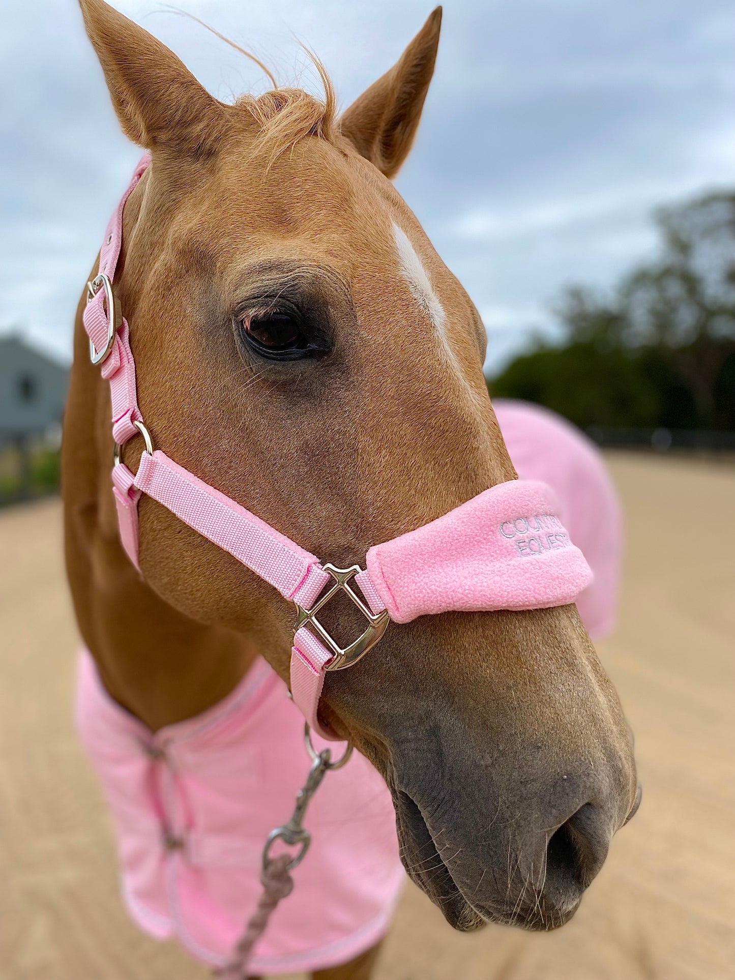 Blush Pink - Fleece Halter & Lead Rope