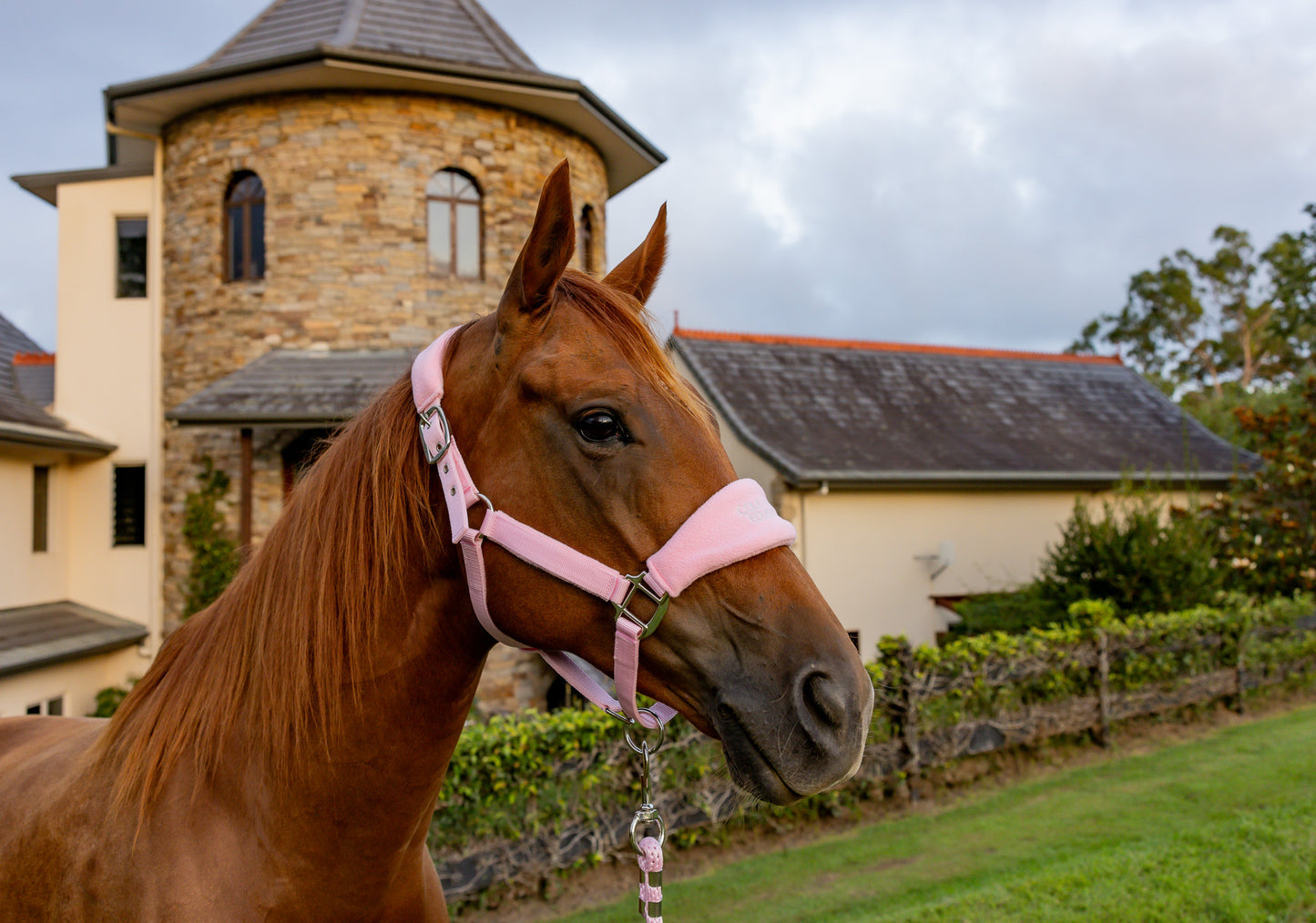 Blush Pink - Fleece Halter & Lead Rope